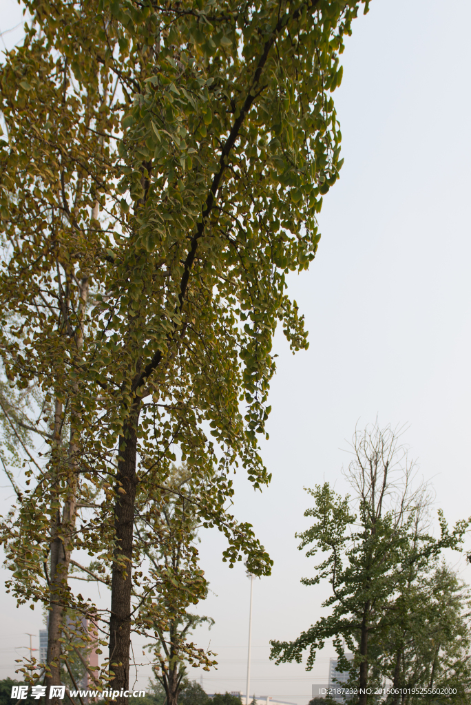 城市风貌 城市道路 城市绿化