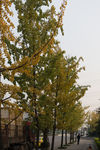 城市风貌 城市道路 城市绿化