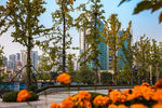 城市风貌 城市道路 城市绿化