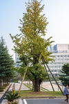 城市风貌 城市道路 城市绿化