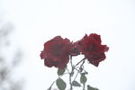 玫瑰花 旅游摄影