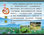 娃娃鱼
