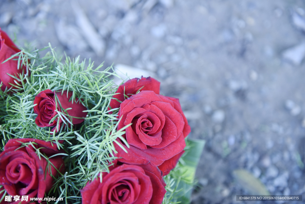 玫瑰花
