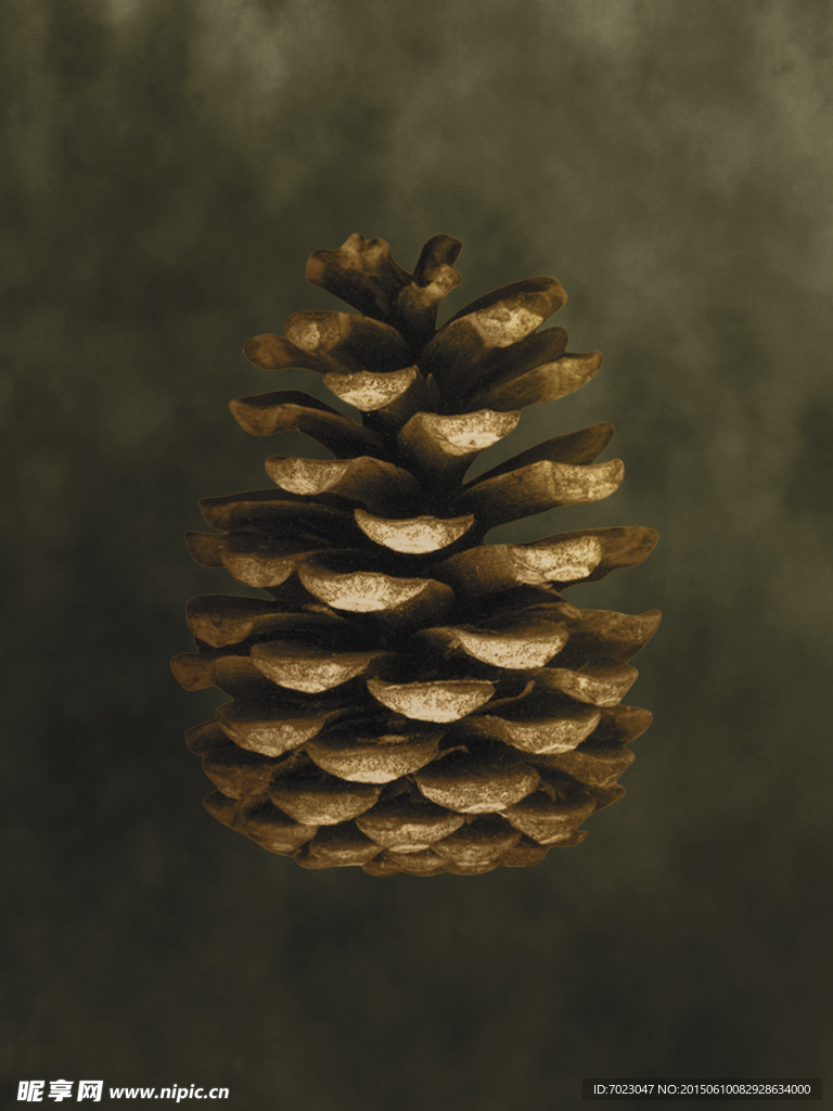 植物底纹 时尚花纹