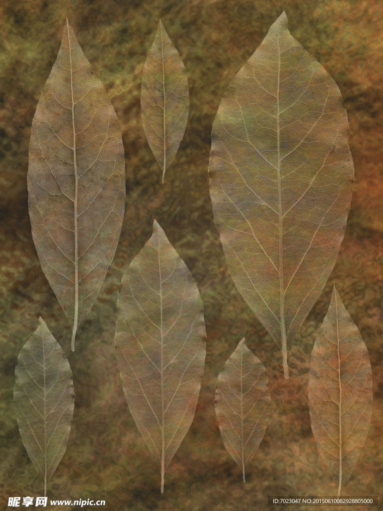 植物底纹 时尚花纹