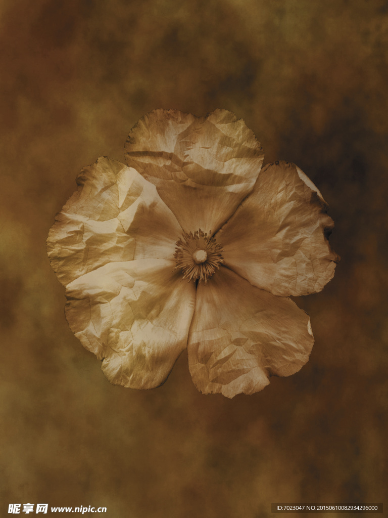 植物底纹 时尚花纹
