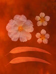 植物底纹 时尚花纹