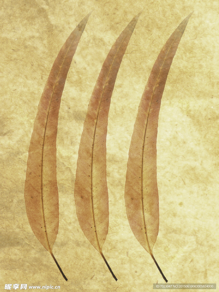 植物底纹 时尚花纹