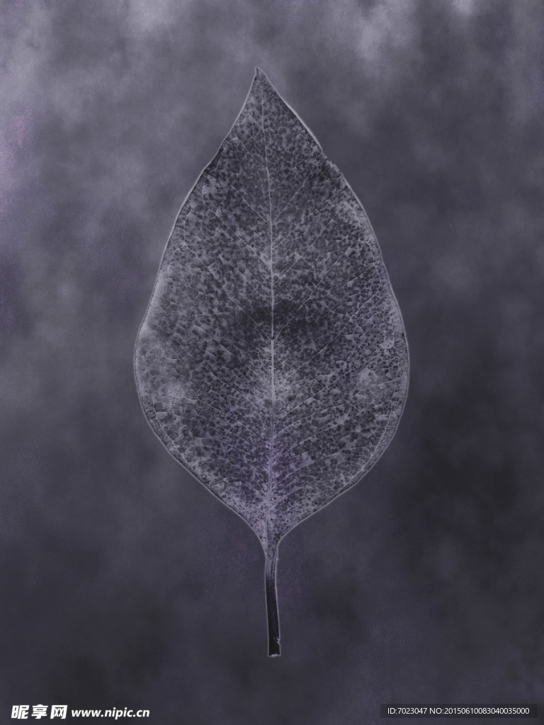 植物底纹 时尚花纹