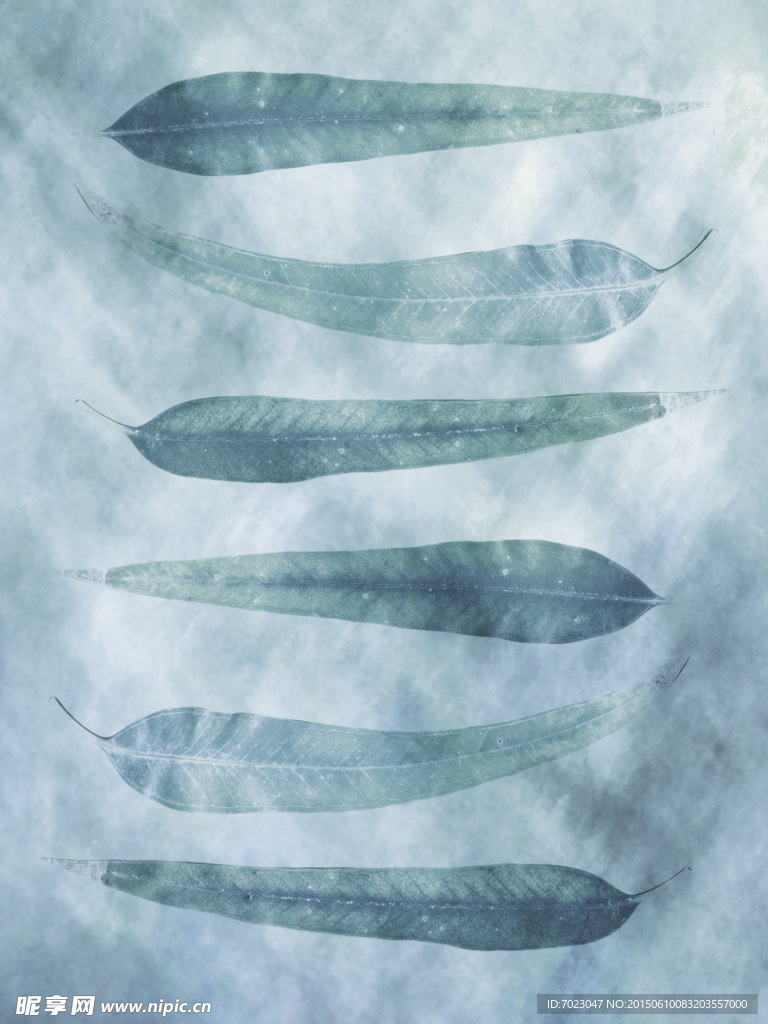 植物底纹 时尚花纹