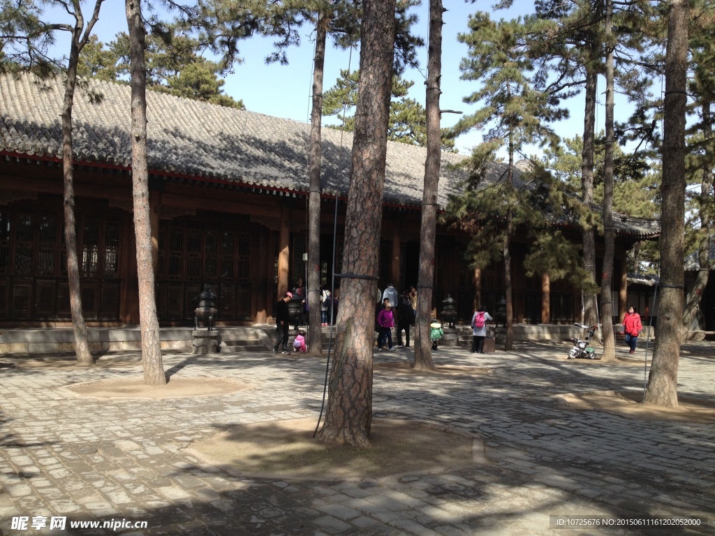 避暑山庄松树