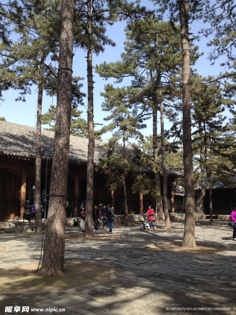 避暑山庄松树