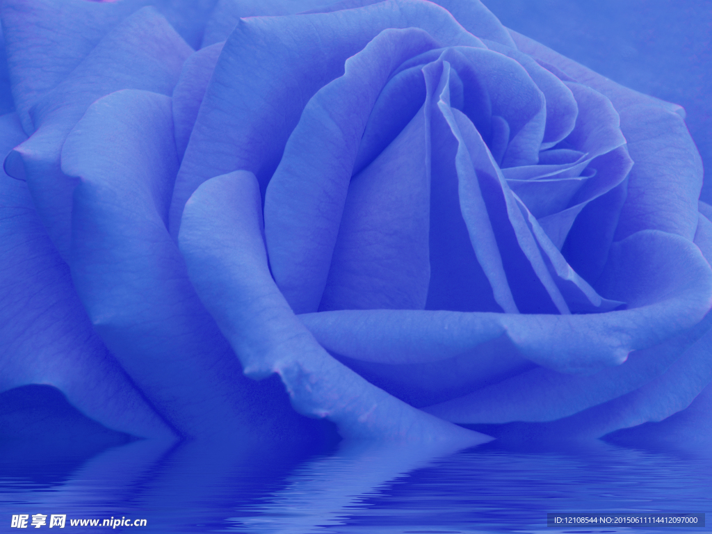 蓝色玫瑰花倒影