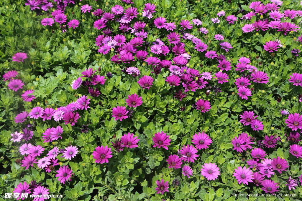 花卉背景素材