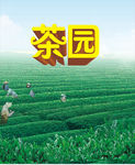 茶园