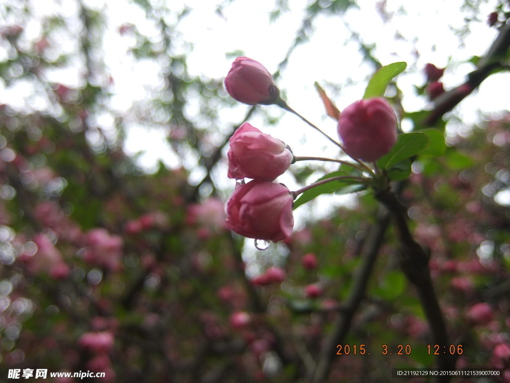 花与水滴