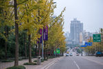 城市风貌 城市道路 城市绿化