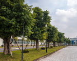 城市风貌 城市道路 城市绿化