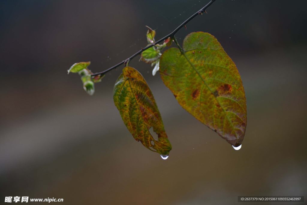 雨后树叶