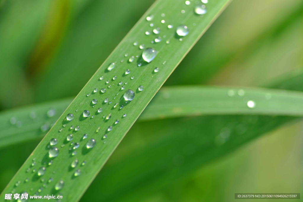 雨后叶子