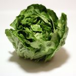 卷心菜