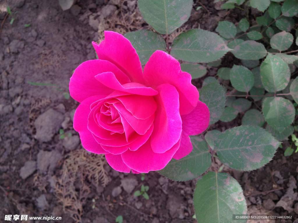 月季花