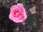 月季花
