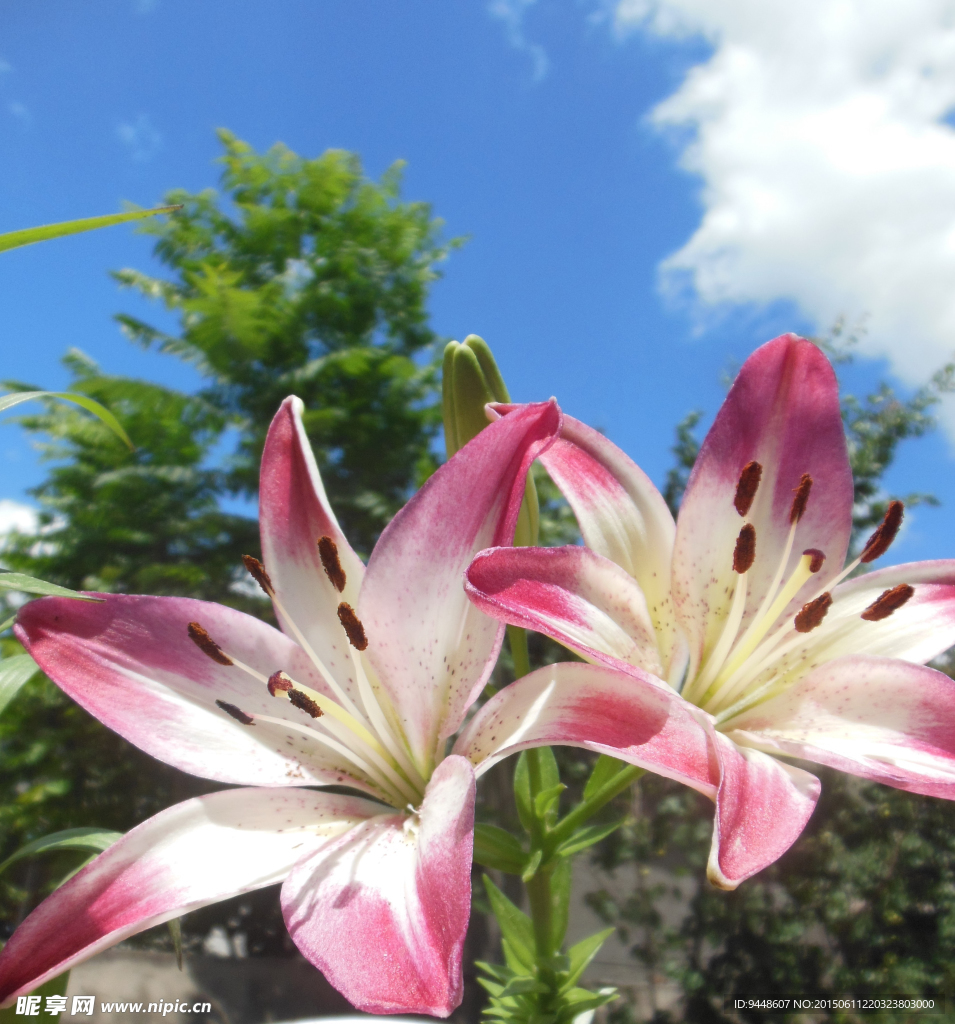 百合花