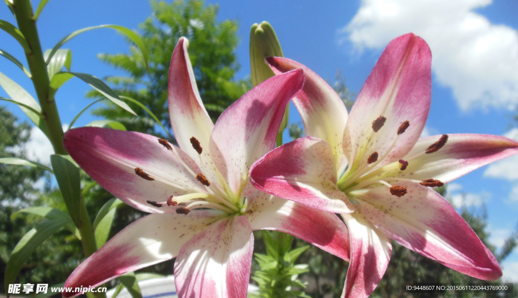 百合花