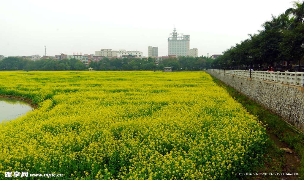 油菜花海 田园风光