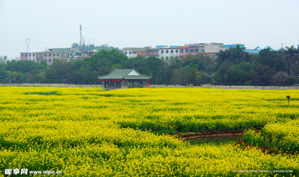 油菜花 田园风光