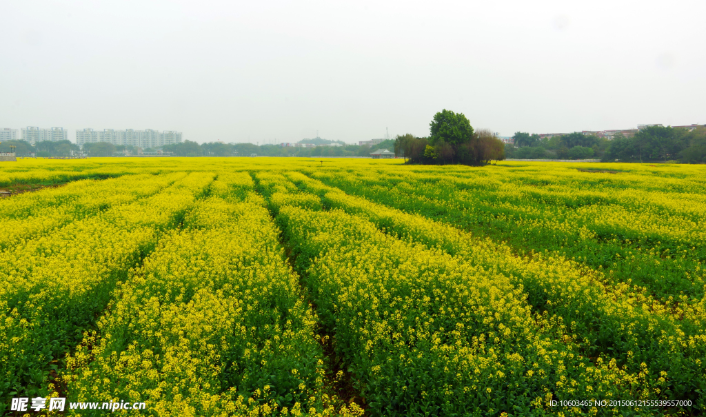 田园风光 油菜花海