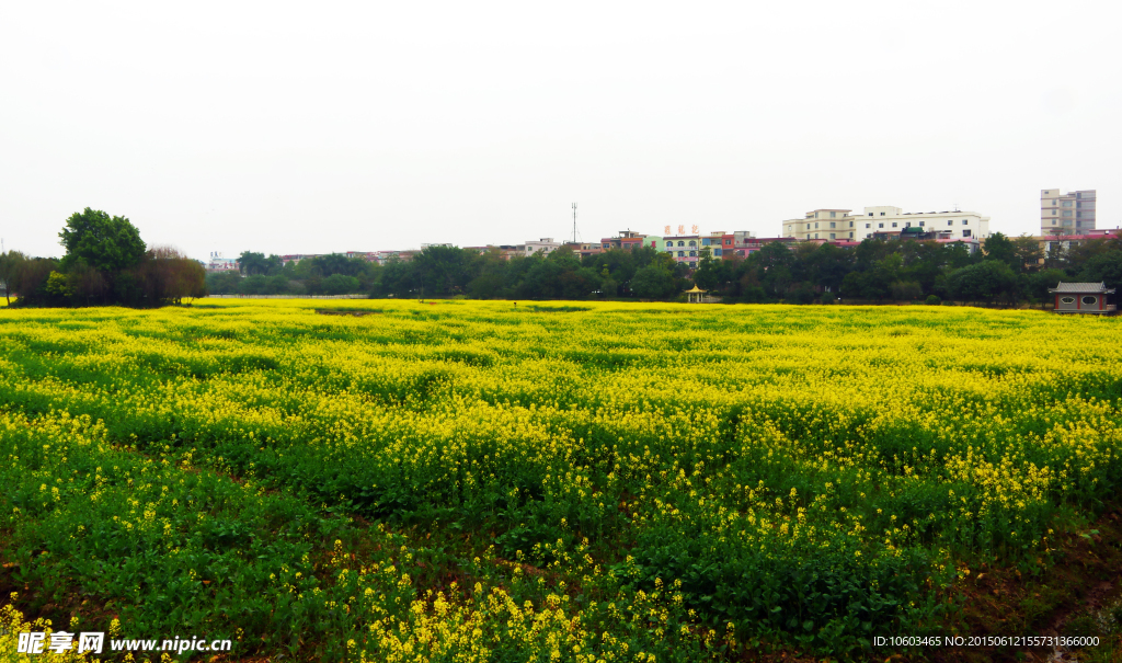 田园风光 油菜花海