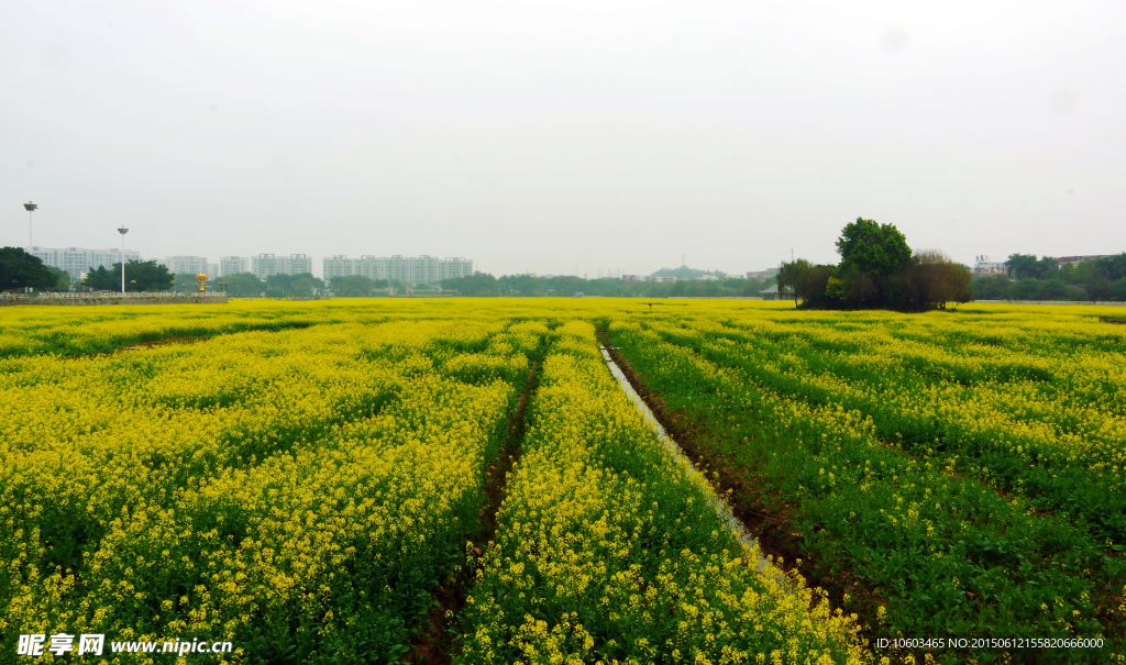 田园风光油菜花海