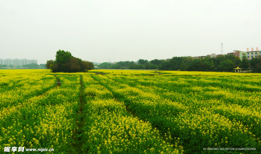 田园风光 油菜花海