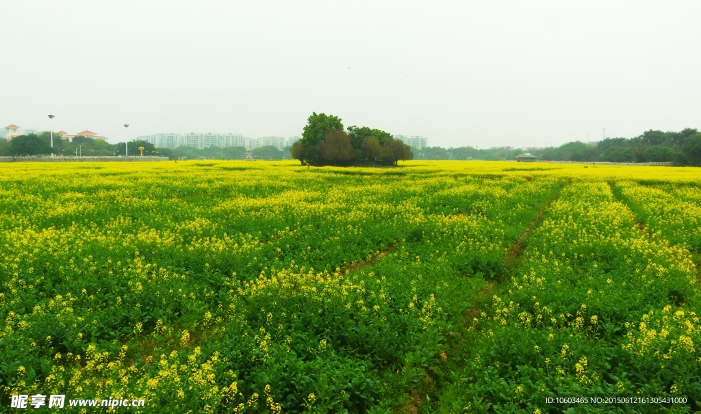 田园风光 油菜花海