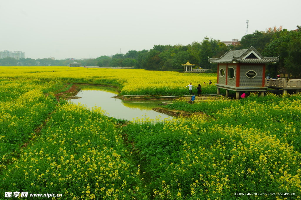 油菜花 田园风光