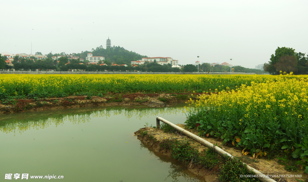 田园灌区 油菜风光