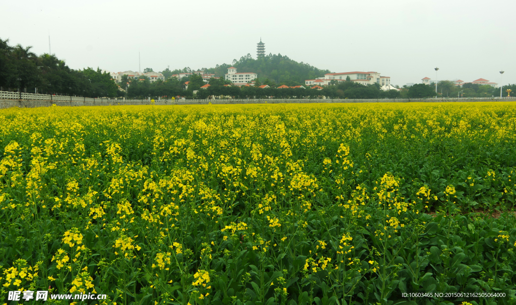 田园风光 油菜花海