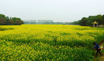 田园风光 油菜花海