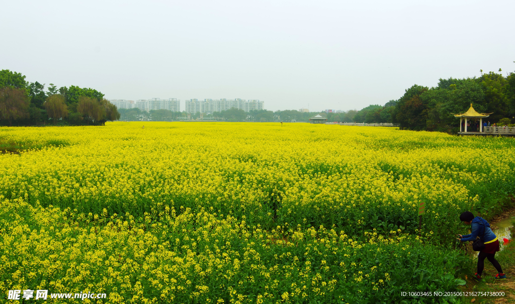 田园风光 油菜花海