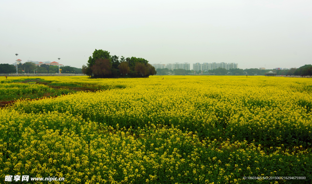 田园风光 油菜花海