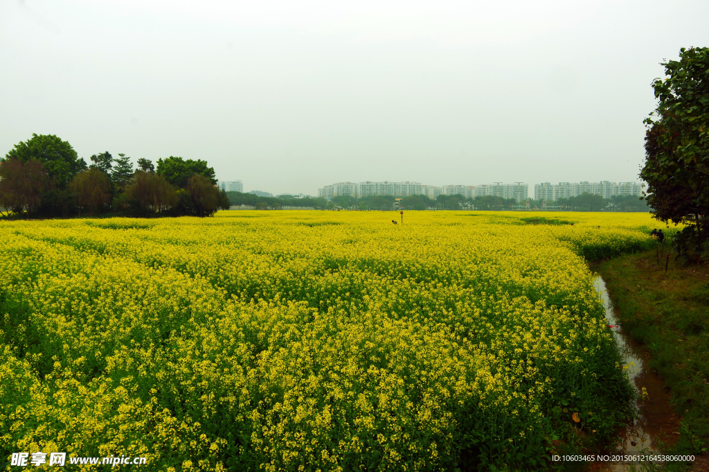 油菜花 田园风光