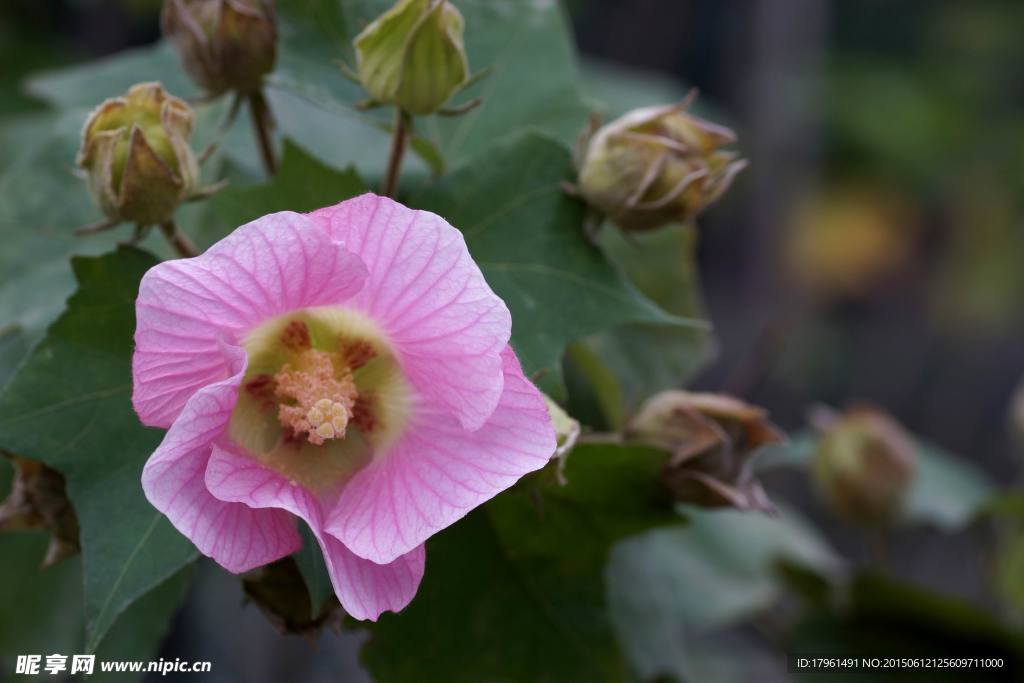 芙蓉花