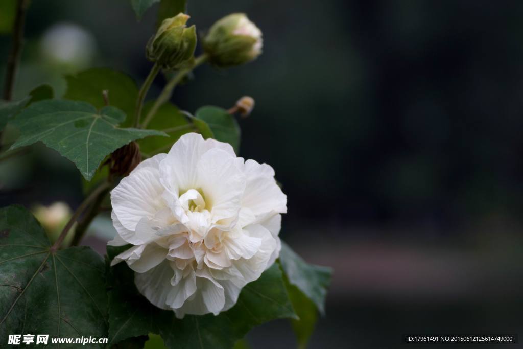 芙蓉花