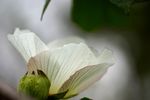 芙蓉花