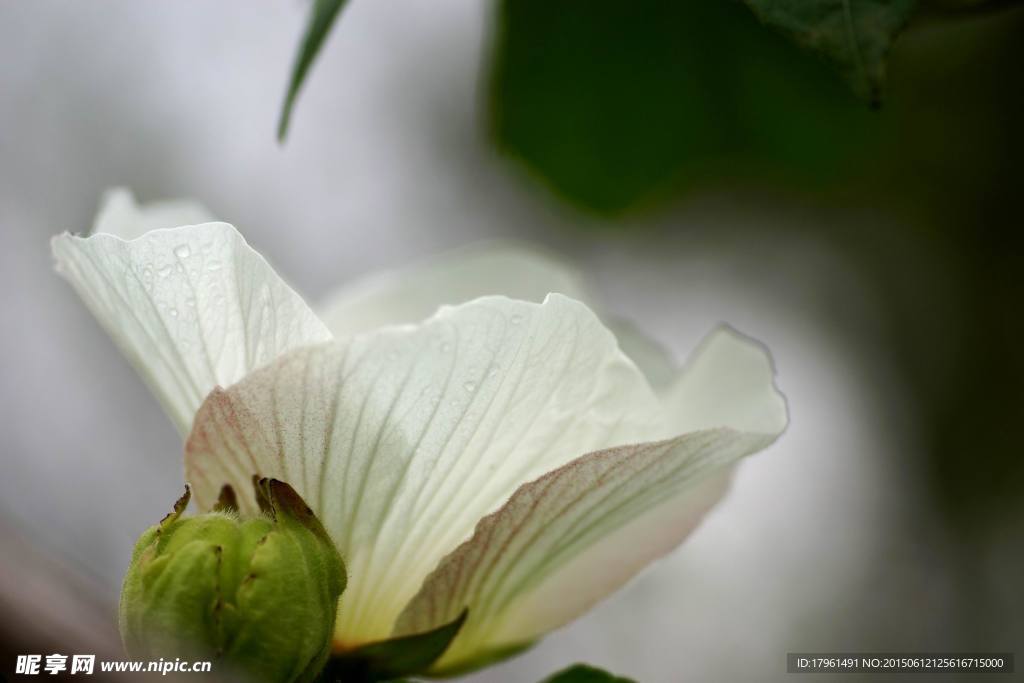 芙蓉花