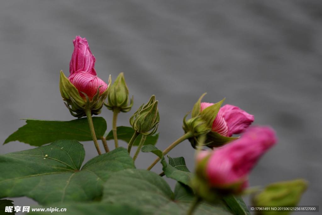 芙蓉花