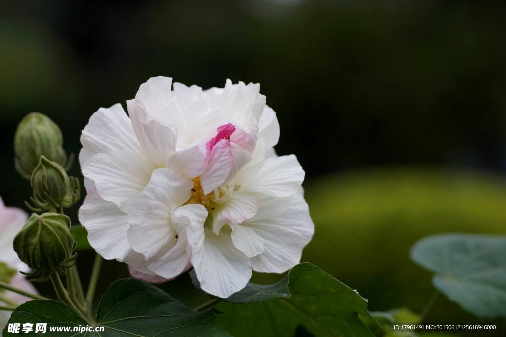 芙蓉花