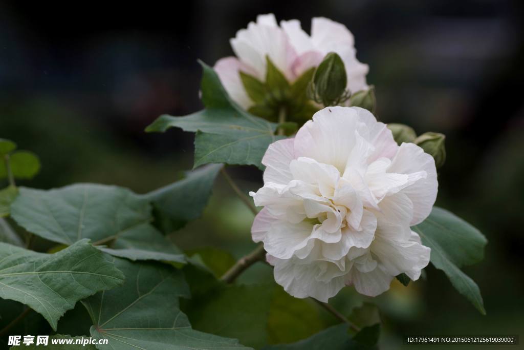 芙蓉花